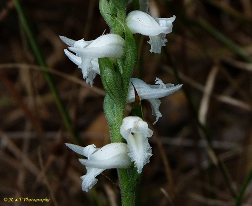 {Spiranthes cernua}